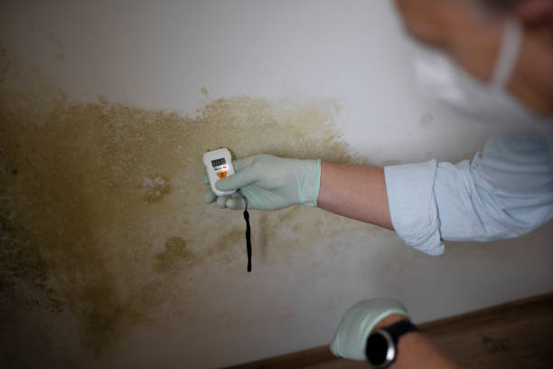 Best Mold Remediation for Specific Building Types in Hinesville, GA